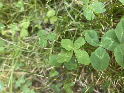 Nález č. 21 – Před hlavním vchodem U5 za lavečkama