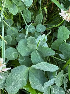 Find #12231
