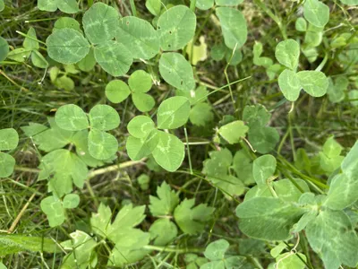 Nález č. 28 – Před hlavním vchodem U5 za lavečkama