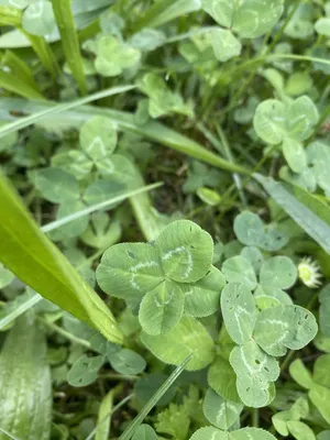 Nález č. 41 – Prostranství vedle školky