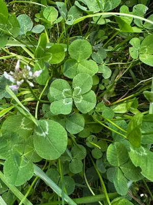 Find #14693