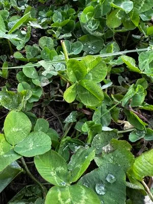 Find #15196