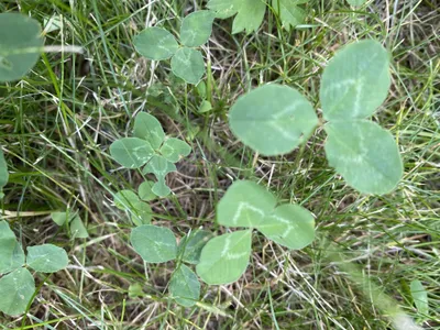 Nález č. 25 – Před hlavním vchodem U5 za lavečkama