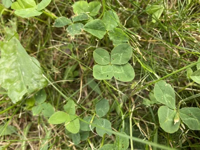 Nález č. 23 – Před hlavním vchodem U5 za lavečkama