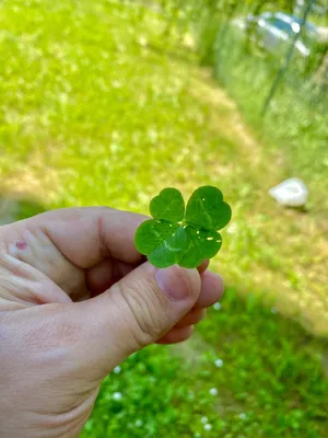 Nález č. 1 – Místo, kde jsem našel čtyřlístek 0. a další