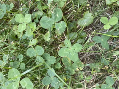 Nález č. 31 – Před hlavním vchodem U5 za lavečkama