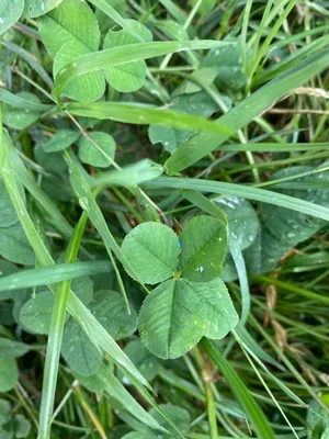 Anonymizovaný nález #78