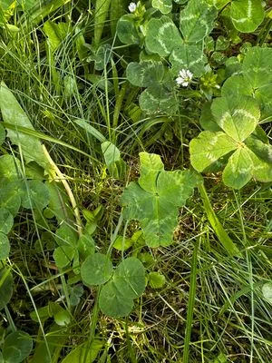 Nález #18093 – ZLÍN_JSVAHY-STŘEDOVÁ003