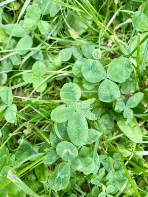 Nález č. 8 – Nahoře u cesty pod klubovnou - od vstupu až po zahrádku