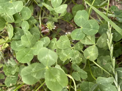 Nález č. 10 – Okolo cik-cak chodníku vedle terasáků mezi Univerzitou