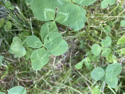 Nález č. 26 – Před hlavním vchodem U5 za lavečkama