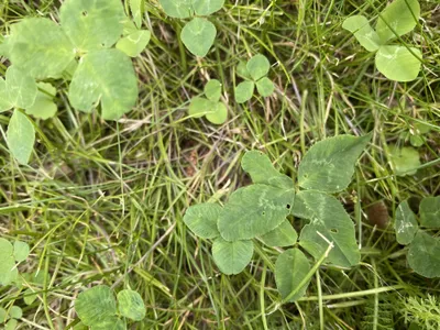 Nález č. 34 – Před hlavním vchodem U5 za lavečkama