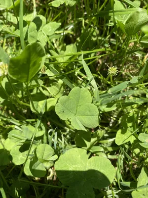 Nález č. 4 – Zkratka od Čepkova na UTB - Za Dráčikem