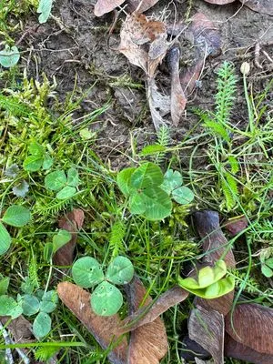Find #336