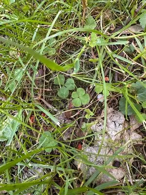 Nález #21223 – ZLÍN_JSVAHY-KŘIBY-H006