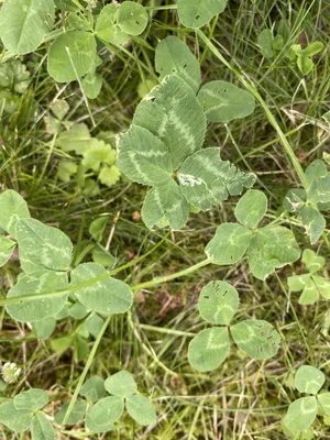 Nález č. 32 – Před hlavním vchodem U5 za lavečkama