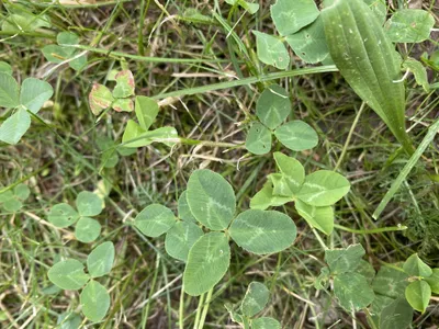 Nález č. 22 – Před hlavním vchodem U5 za lavečkama