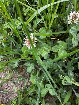 Nález #18849 – RATIBOŘ_POLE003