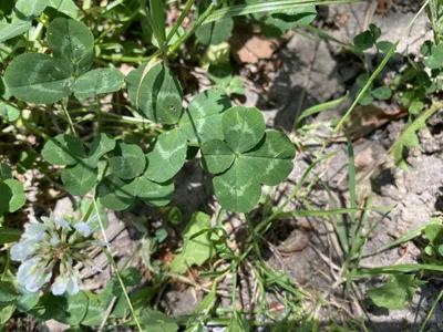 Nález č. 13 – Okolo cik-cak chodníku vedle terasáků mezi Univerzitou