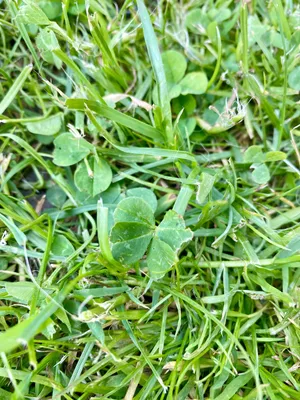 Anonymizovaný nález č. 6