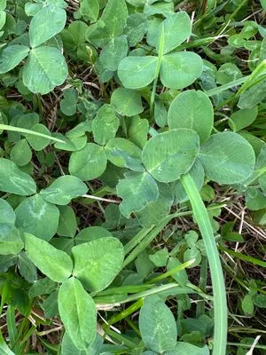 Find #14219