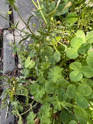 Nález #21205 – ZLÍN_JSVAHY-ZASTÁVKA-KŘIBY001