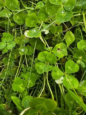 Nález #15015