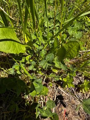 Nález #18319 – ROŽNOVPODRADHOŠTĚM_KULTURNÍ001