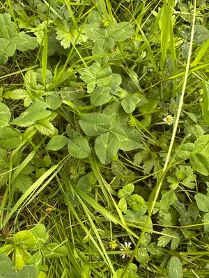 Nález #21826 – ZLÍN_JSVAHY-BUDOVATELSKÁ002