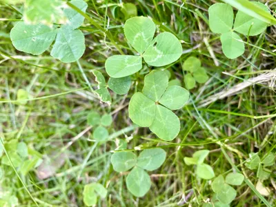Nález č. 18 – Před hlavním vchodem U5 za lavečkama