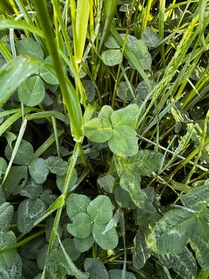 Find #18735
