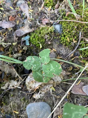 Nález č. 36 – Ještě když stávalo Bamboo Club - u popelnice - lokace která už není