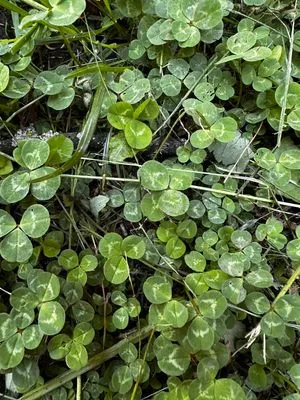 Nález #18107