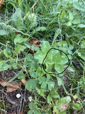 Nález č. 38 – Na straně u školky