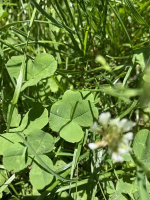 Nález č. 3 – Zkratka od Čepkova na UTB - Za Dráčikem