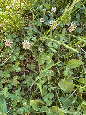 Nález #23839 – ZLÍN_JSVAHY-OKRUŽNÍ-KOSTEL001