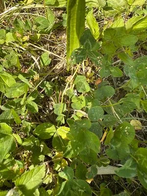 Nález #23756 – ZLÍN_HLUBOKÁ001