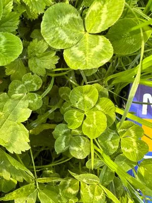Nález #443 – ZLÍN_JSVAHY-UTB-U5-Z002a