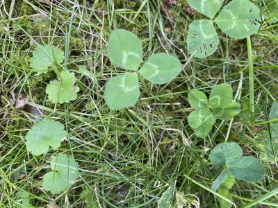 Nález č. 33 – Před hlavním vchodem U5 za lavečkama