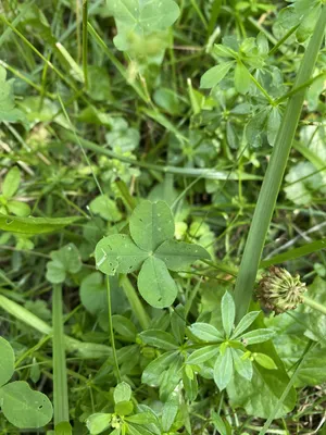 Nález č. 42 – Vzadu pod parkovištěm směr Čepkov u jehličnanů