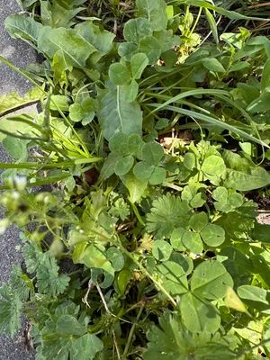 Nález #21206 – ZLÍN_JSVAHY-ZASTÁVKA-KŘIBY001