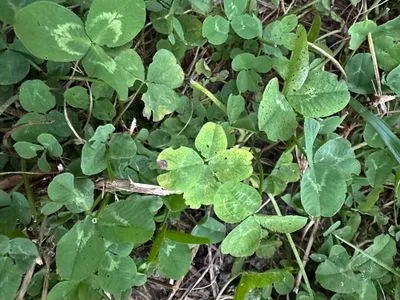 Find #15619