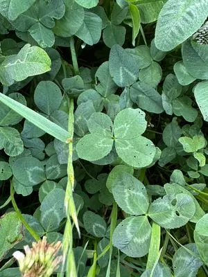 Nález #12291