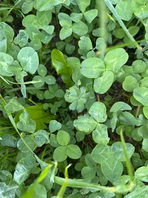 Nález #22575
