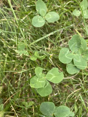 Nález č. 24 – Před hlavním vchodem U5 za lavečkama