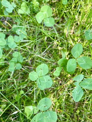 Nález č. 16 – Před hlavním vchodem U5 za lavečkama