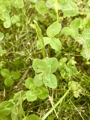 Nález č. 17 – Před hlavním vchodem U5 za lavečkama