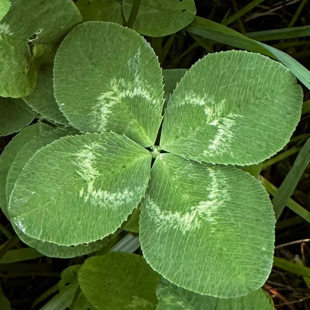 Nález #25488 – výřez