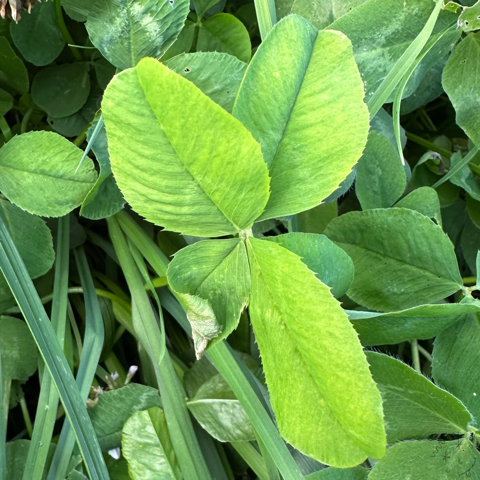 Find #13226 – crop